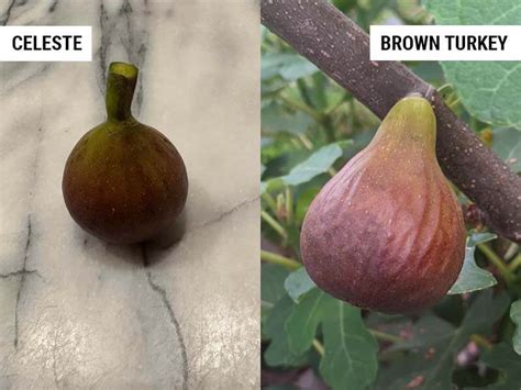 Black mission fig vs brown turkey CORVALLIS – Though they look tropical and taste exotic, figs grow fine in the long corridor of western Oregon, where the climate offers not-too-cold winters and hot-enough summers